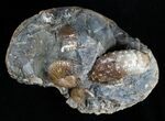Fox Hills Ammonite Concretion - Multiple Species #2064-5